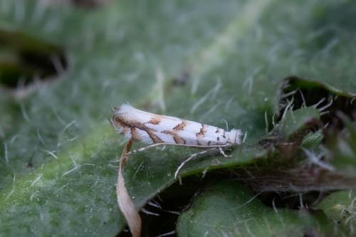 Phyllonorycter kuhlweiniella
